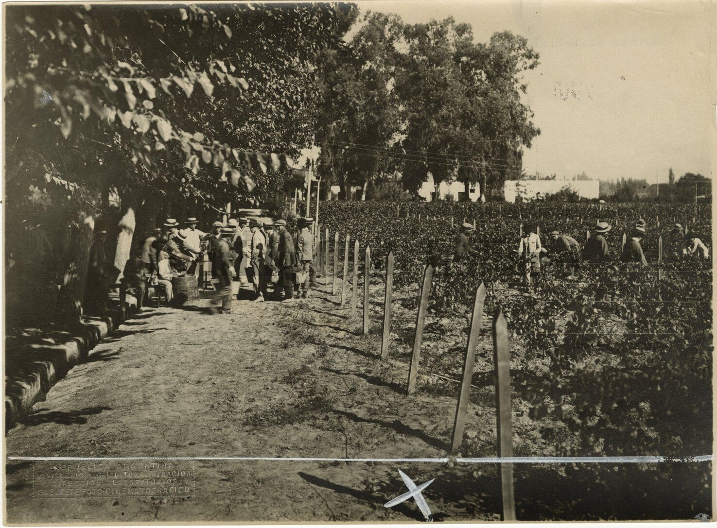 Alunni alla vendemmia in una scuola vitivinicola a Mendoza in Argentina, 1930