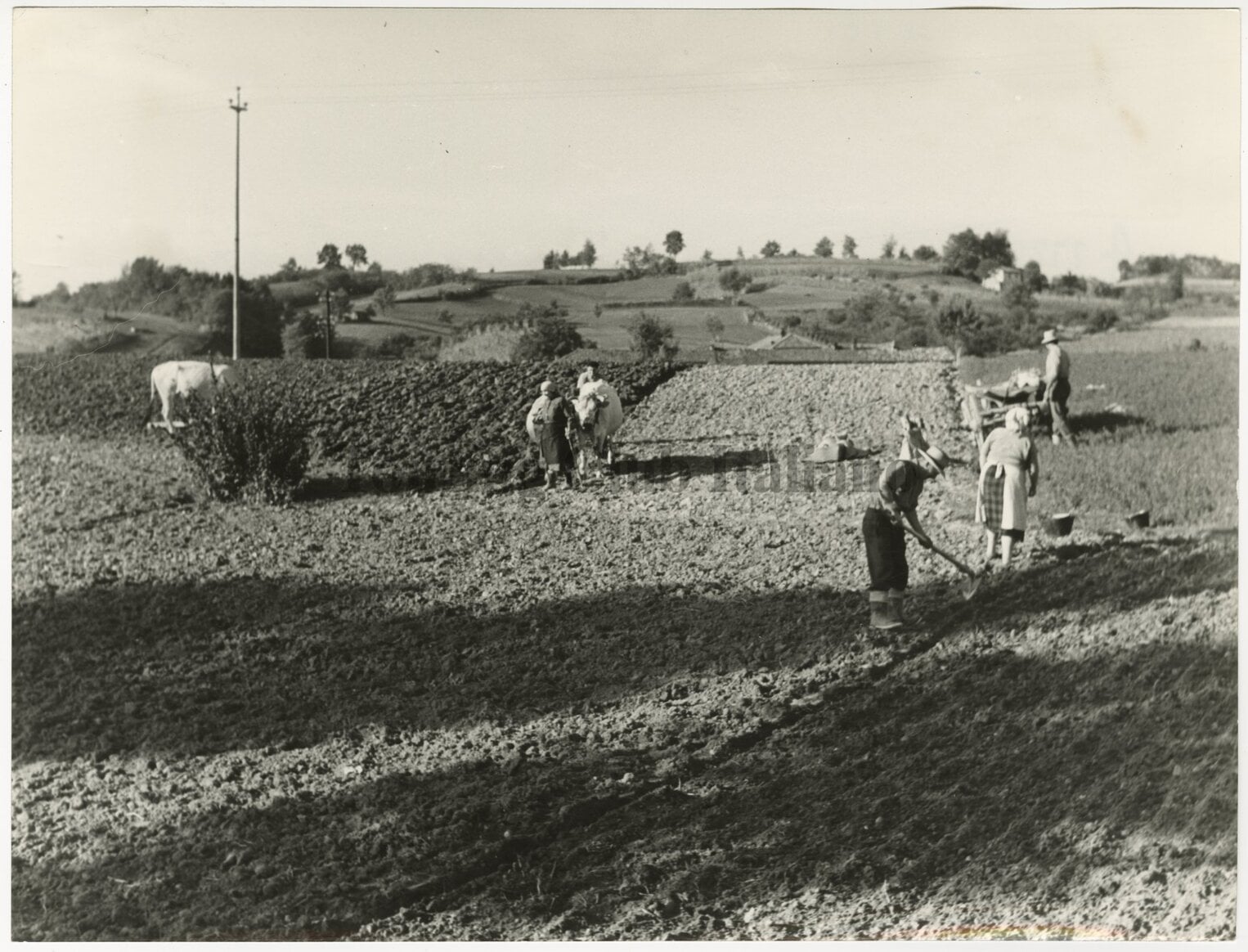 Aratura nell'Astigiano, 1958