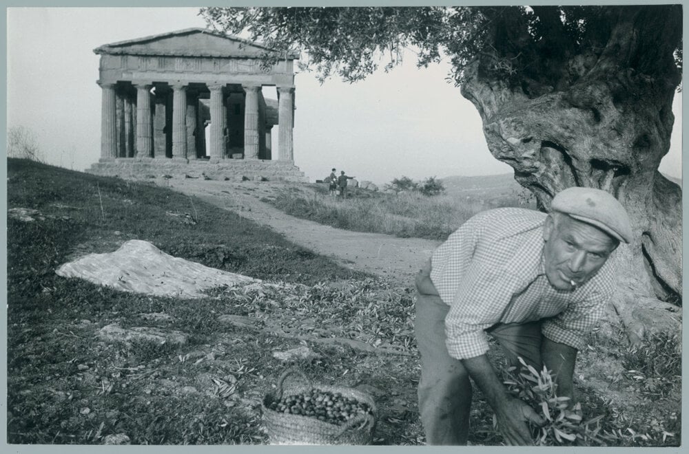 Raccolta delle olive ad Agrigento, 1964