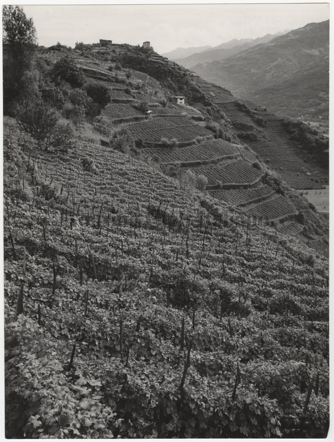 Coltivazione di viti sulle colline dei dintorni di Sondrio, da Colda verso il castello di Grumello, 1950