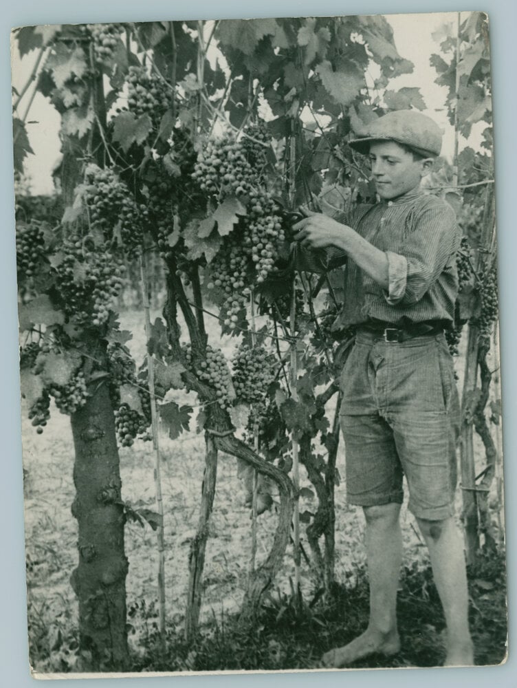 Vendemmia, 1940