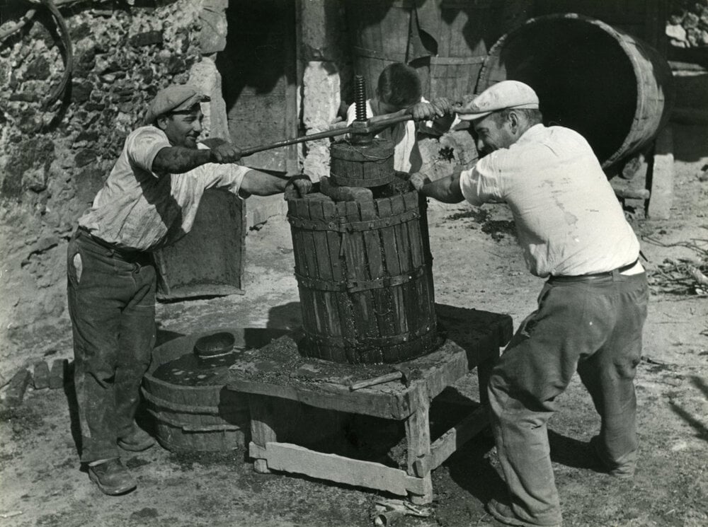Pigiatura dell'uva, 1952