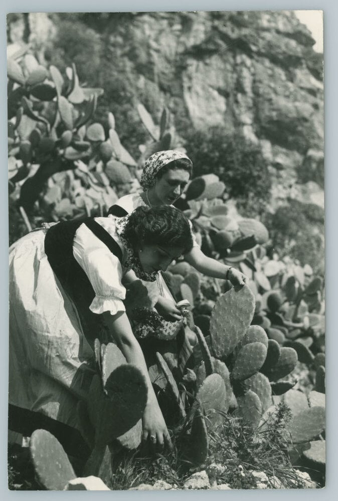 Raccolta di fichi d'India, 1950