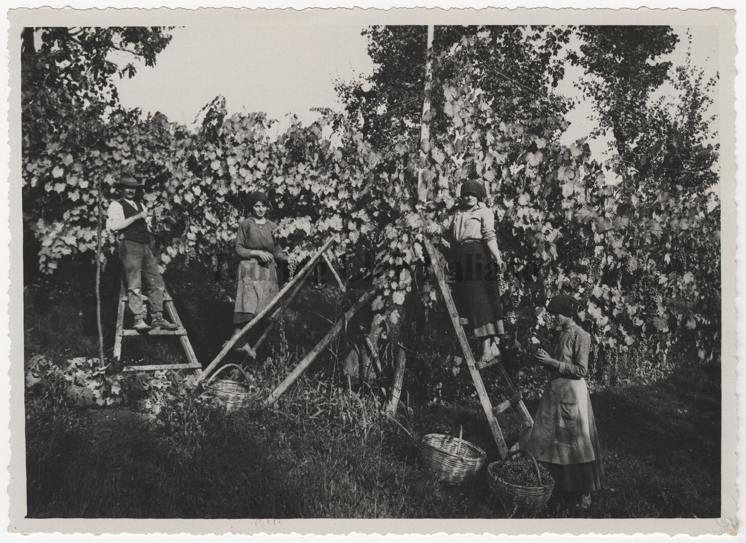 Vendemmia sui colli di Conegliano, 1930