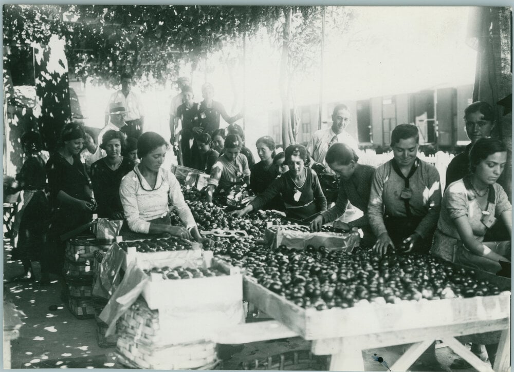 Chieti: preparazione delle castagne, 1940