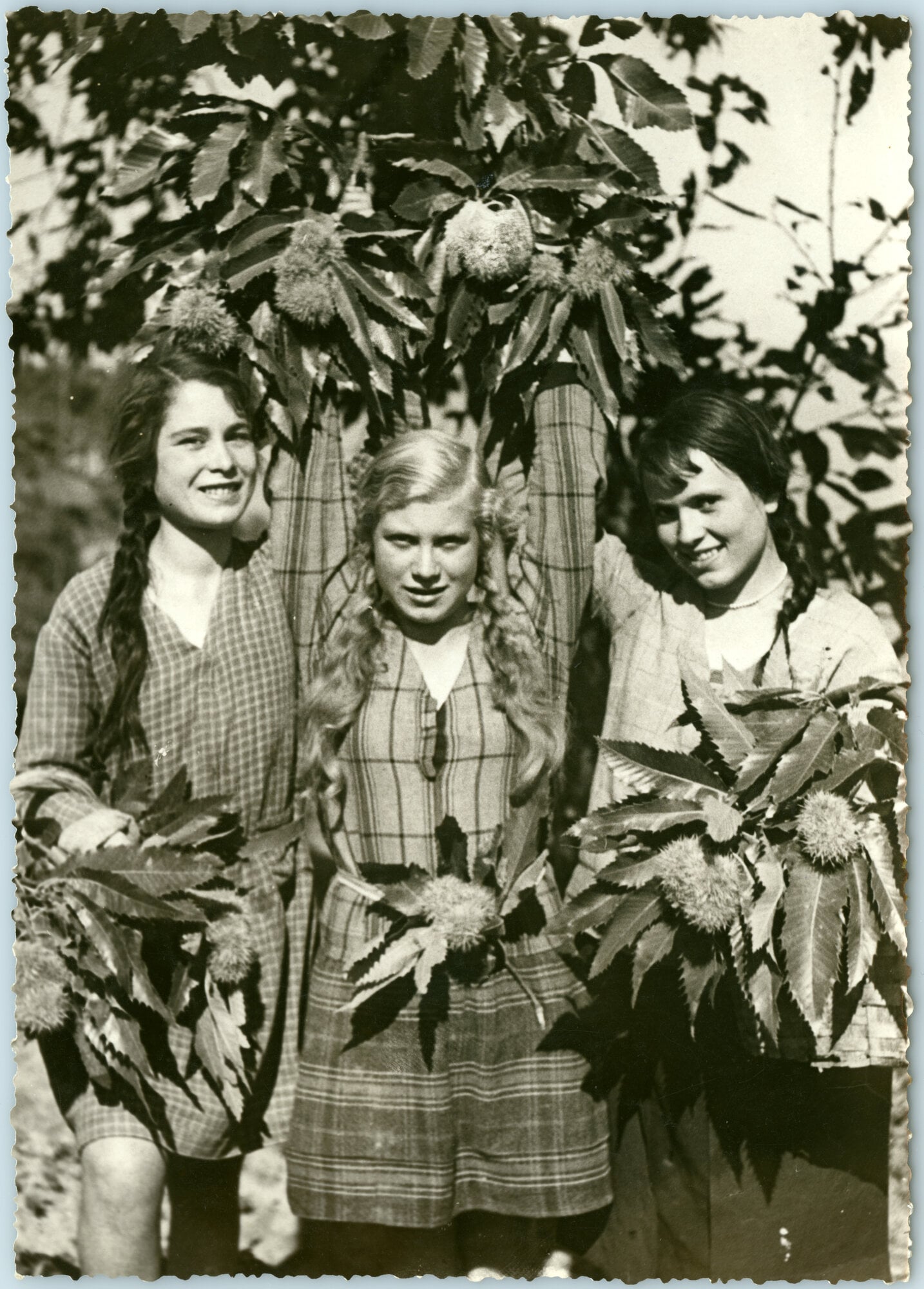 Raccolta delle castagne, 1932