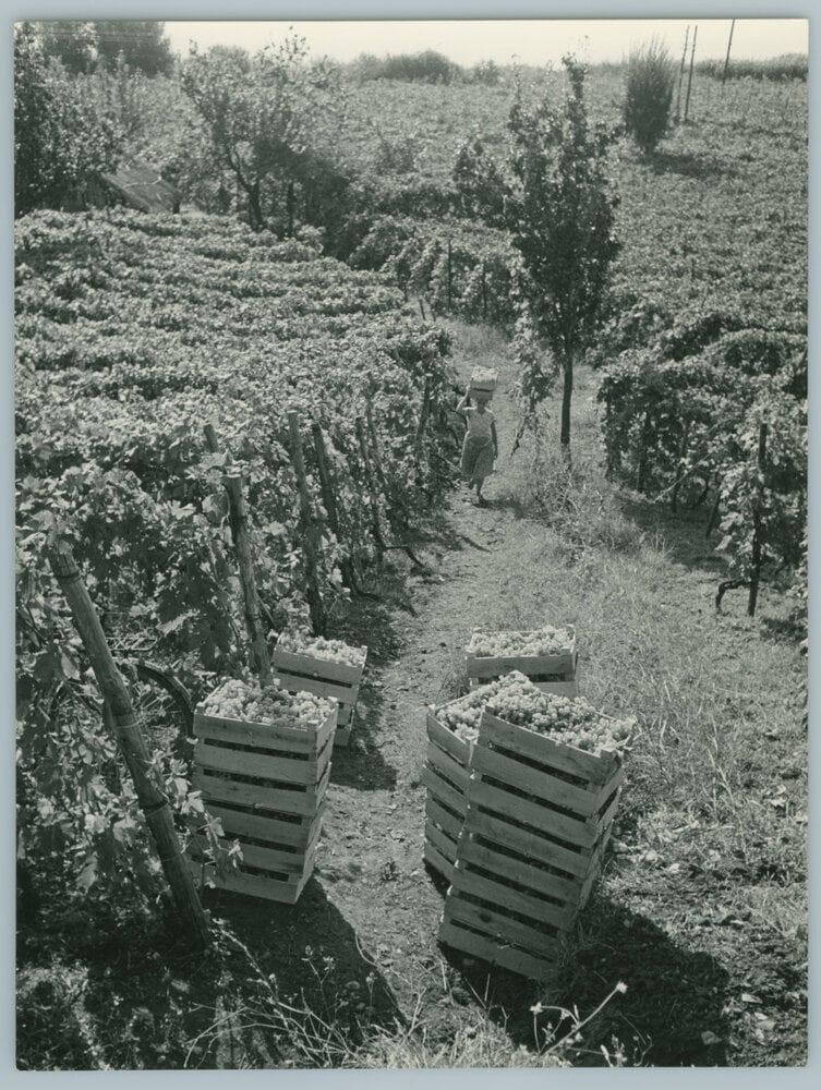 Vendemmia a Terracina, 1955
