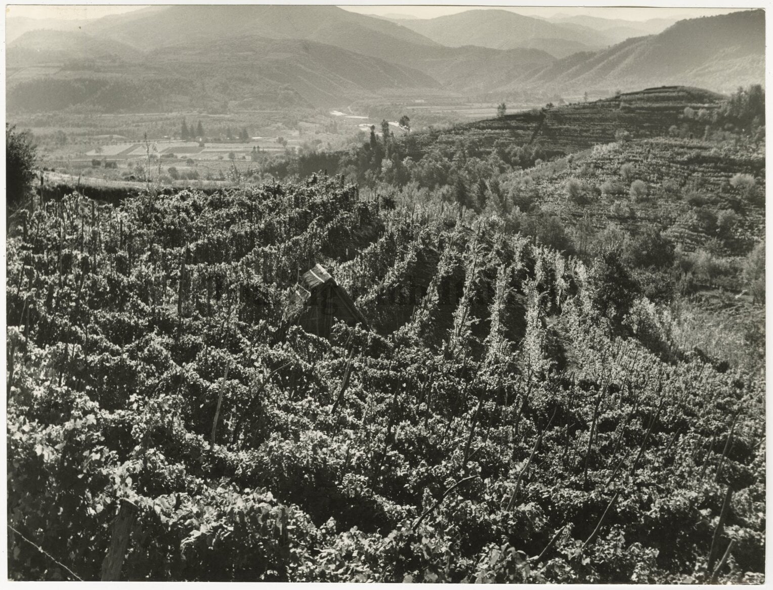 Vigneti del Monferrato, 1958