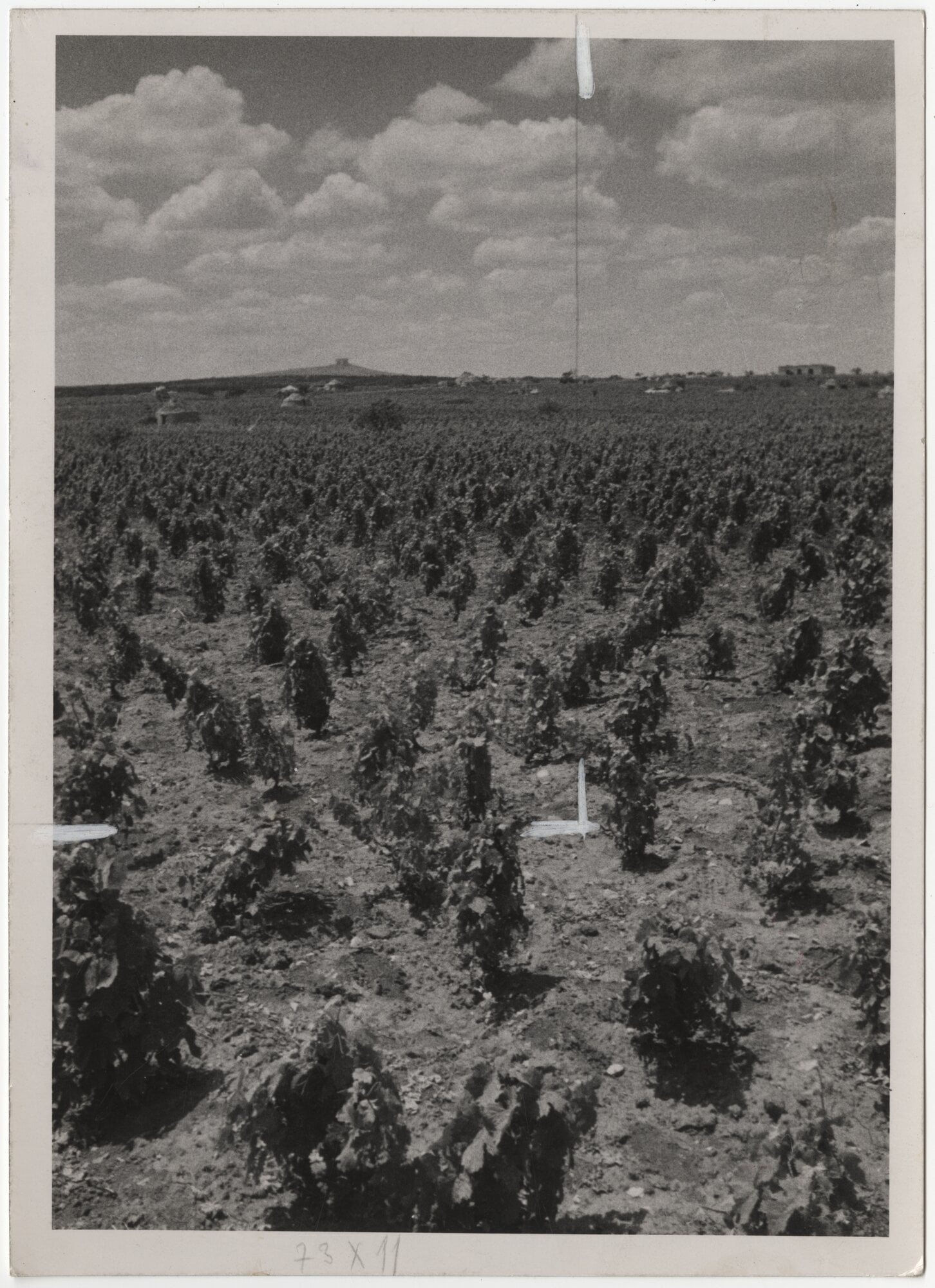 Veduta di vigneti nelle Murge Alte, [1936-1937]