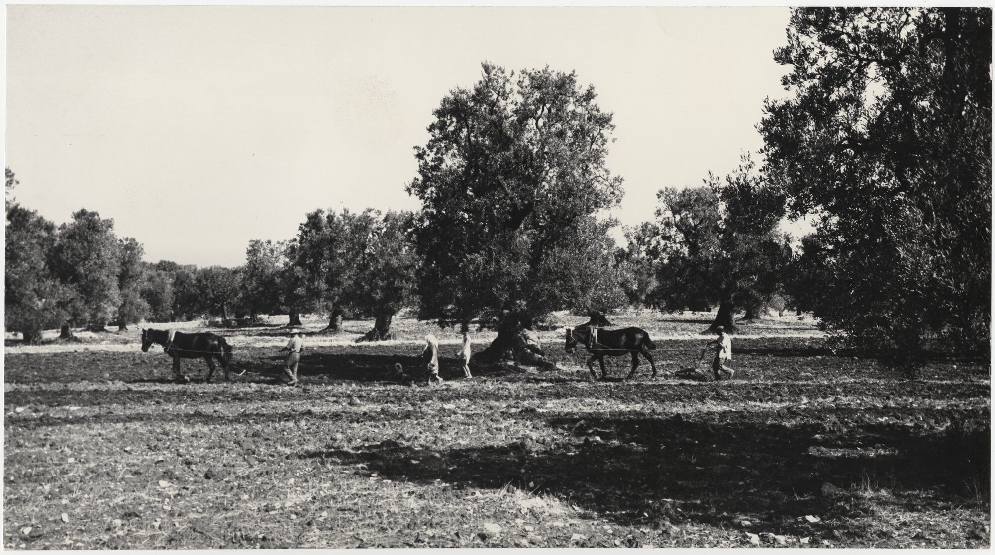 Aratura tra gli oliveti nella provincia di Bari, [1965]