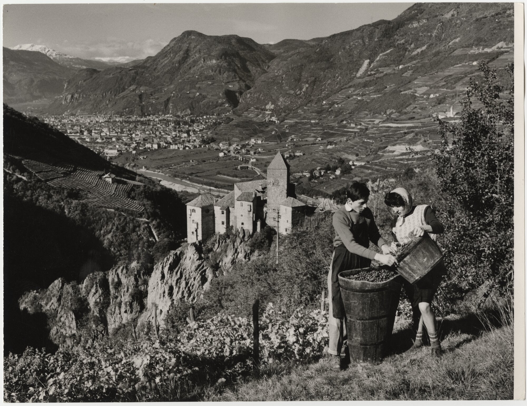 Vendemmia presso il Castello Cornedo a Cornedo all'Isarco. Sullo sfondo Bolzano, 1967