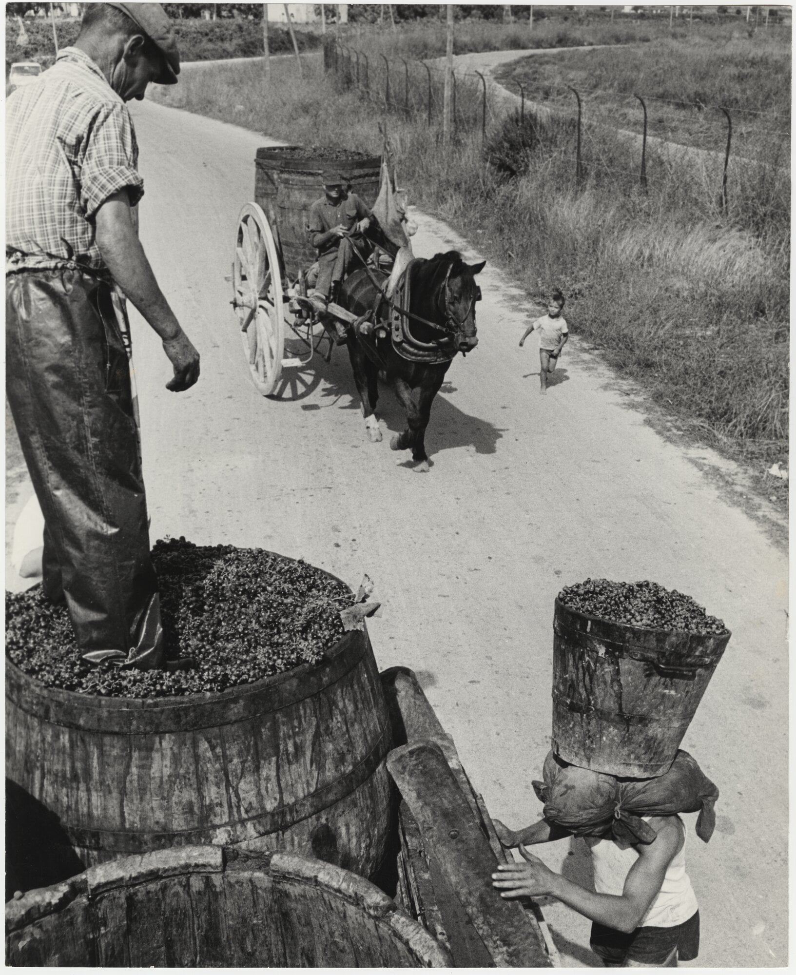 Vendemmia nella provincia di Bari, [1965]