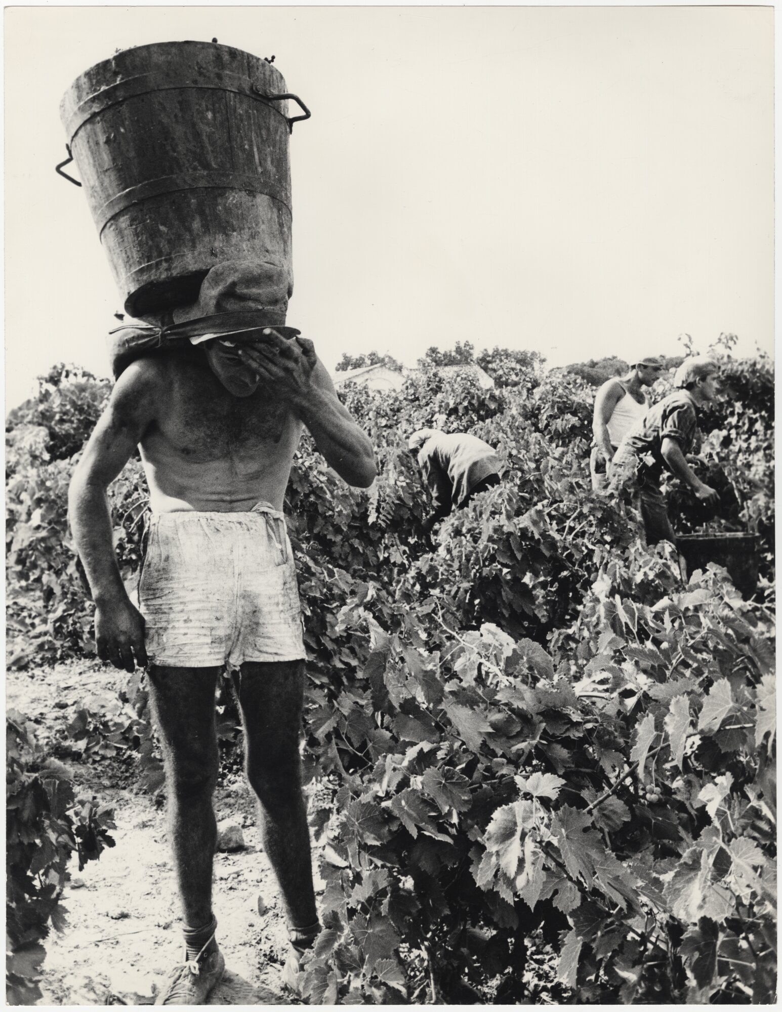 Vendemmia nella provincia di Bari, [1965]