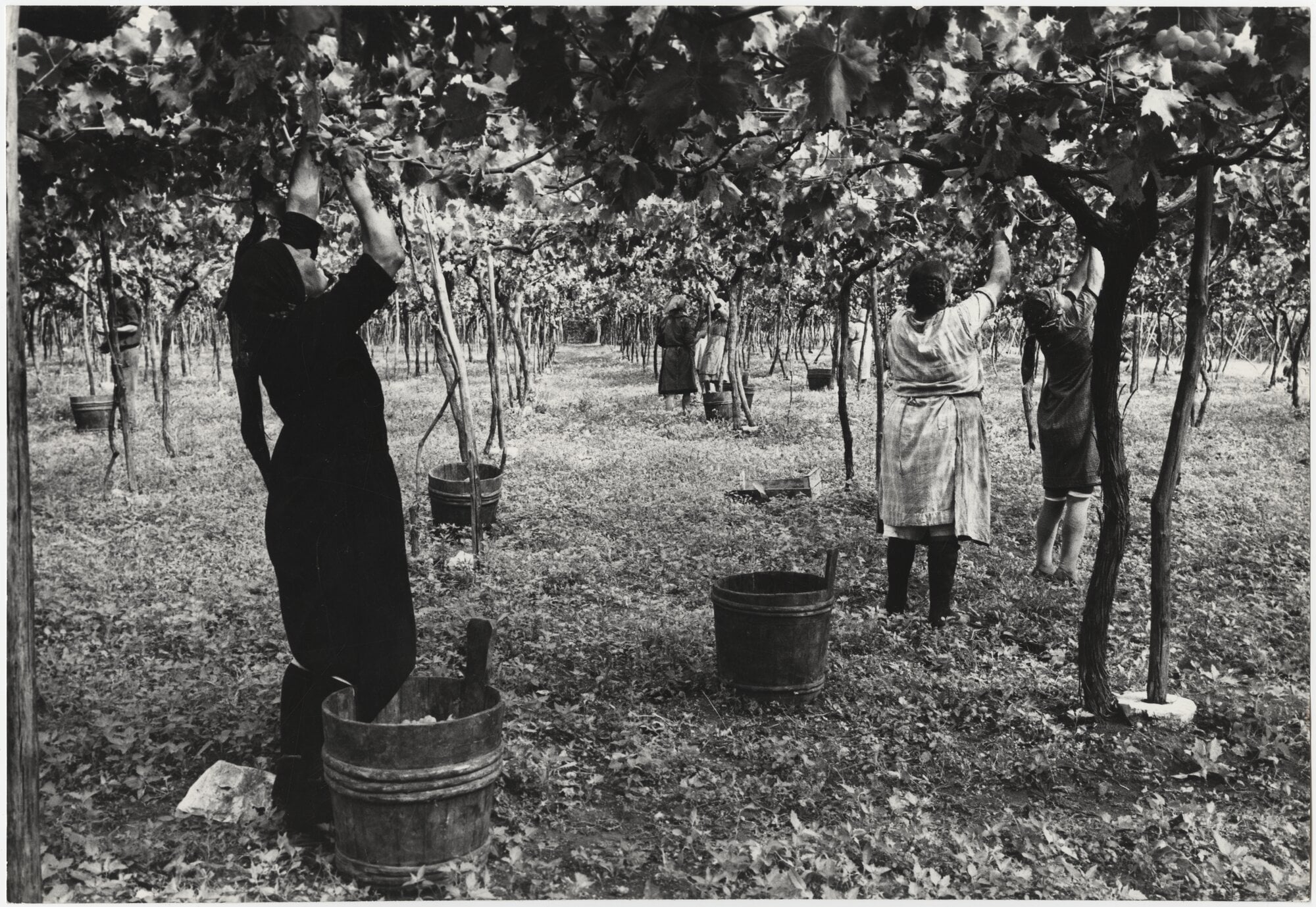 Vendemmia nella provincia di Bari, (1965]