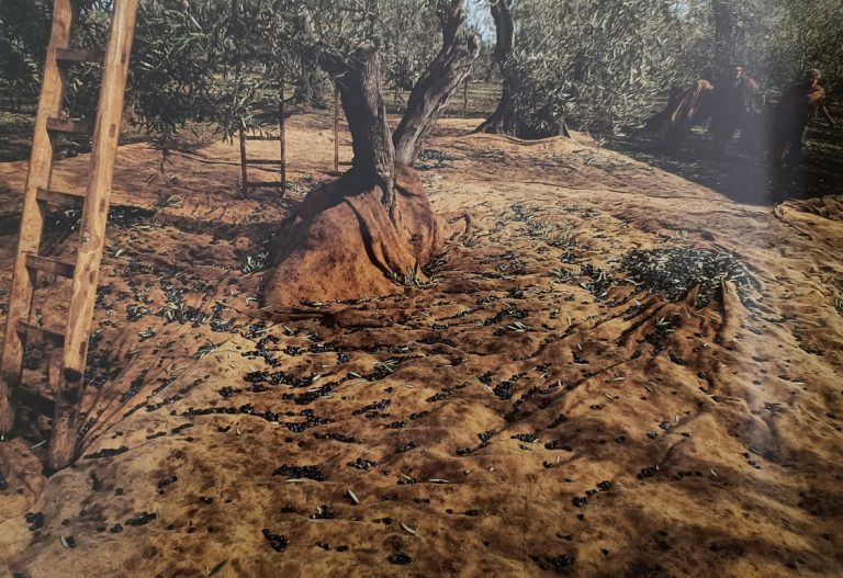 La raccolta delle olive, Puglia, 1986